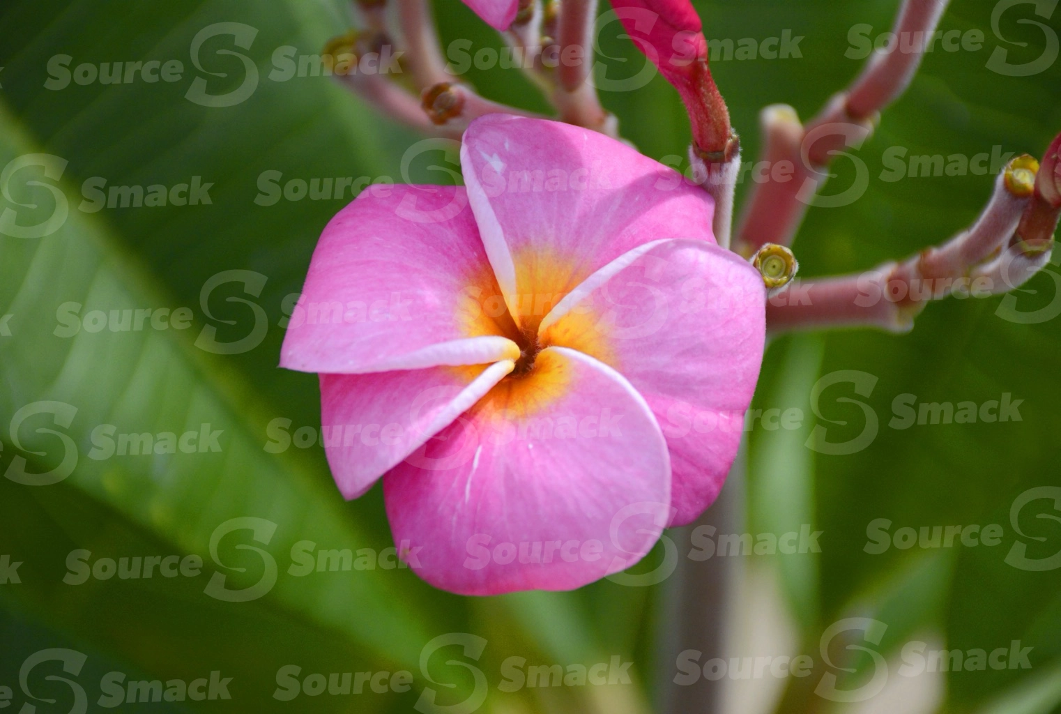 Plumeria flower in Cabo San Lucas