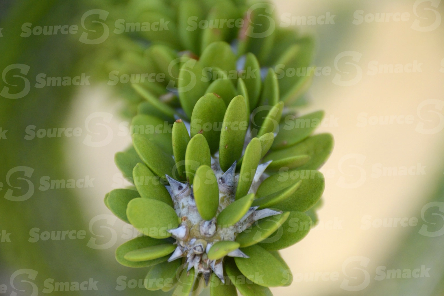 Cactus branch in Cabo San Lucas