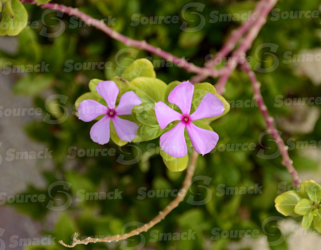 Madagascar periwinkle flower in Cabo San Lucas