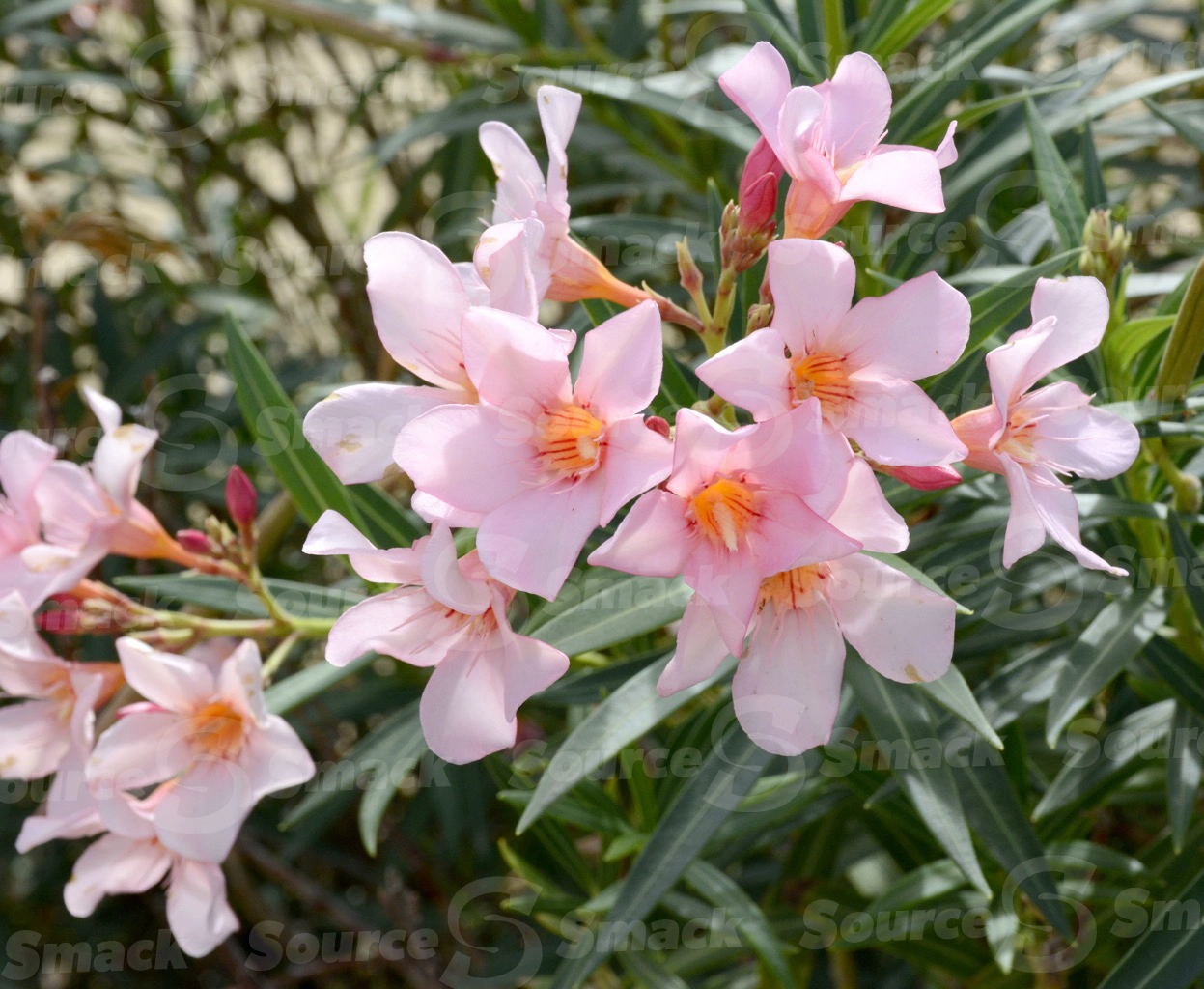 Oleander flowers in Cabo San Lucas