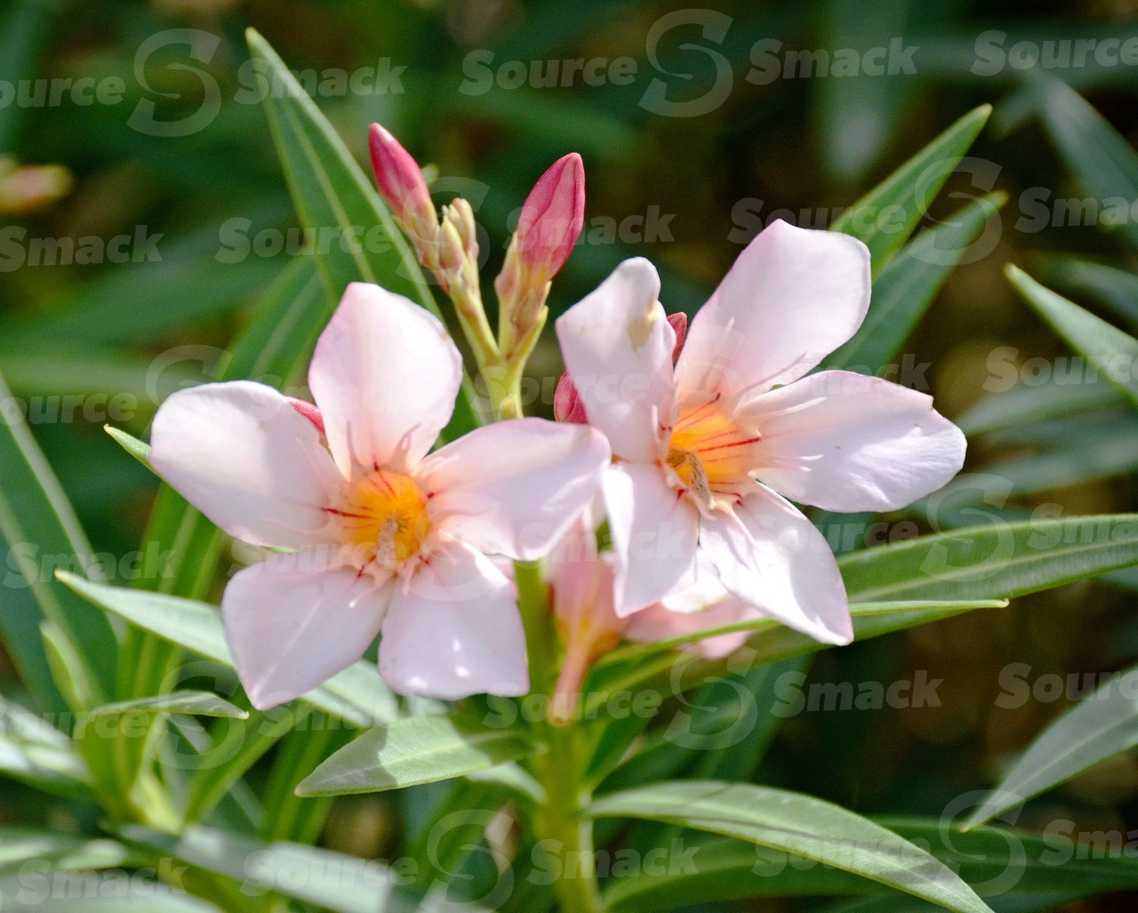 Oleander flowers in Cabo San Lucas