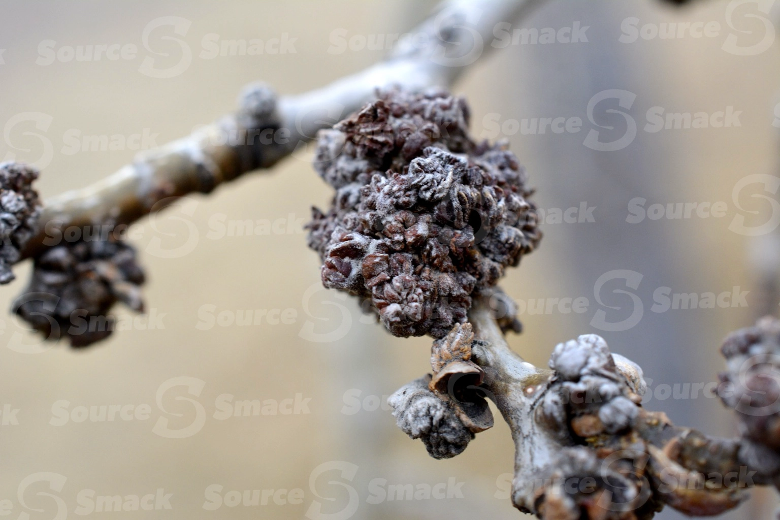 Acorn clusters on tree branch