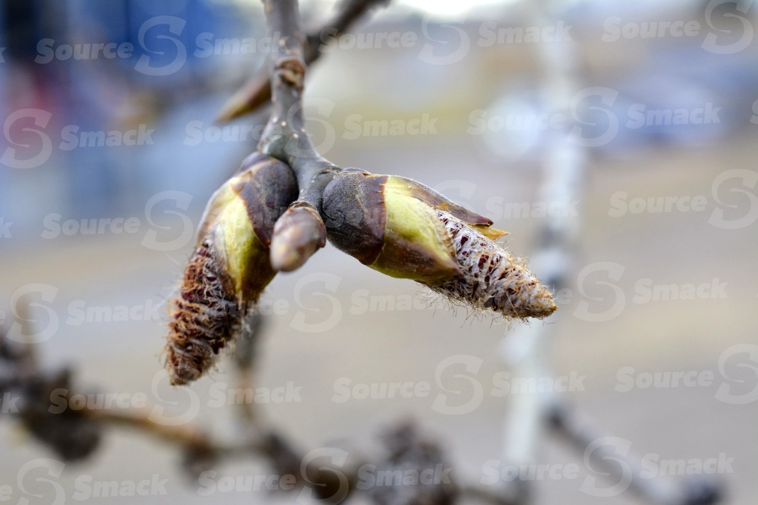 Young acorn seeds on branch in spring