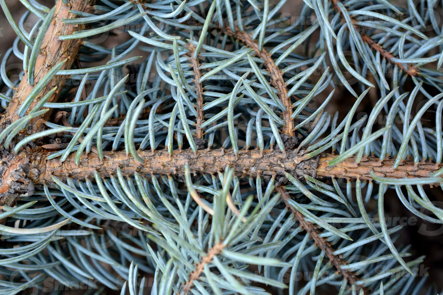 Pine tree needles closeup