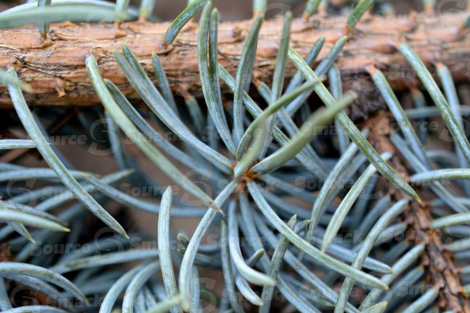 Pine tree needles closeup