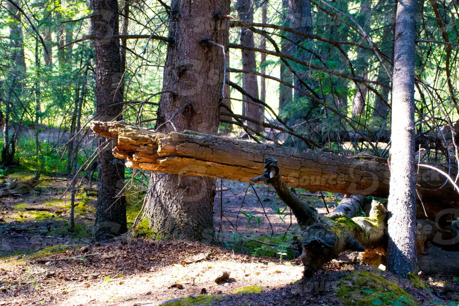 A dead tree wedged in between two trees in the forest