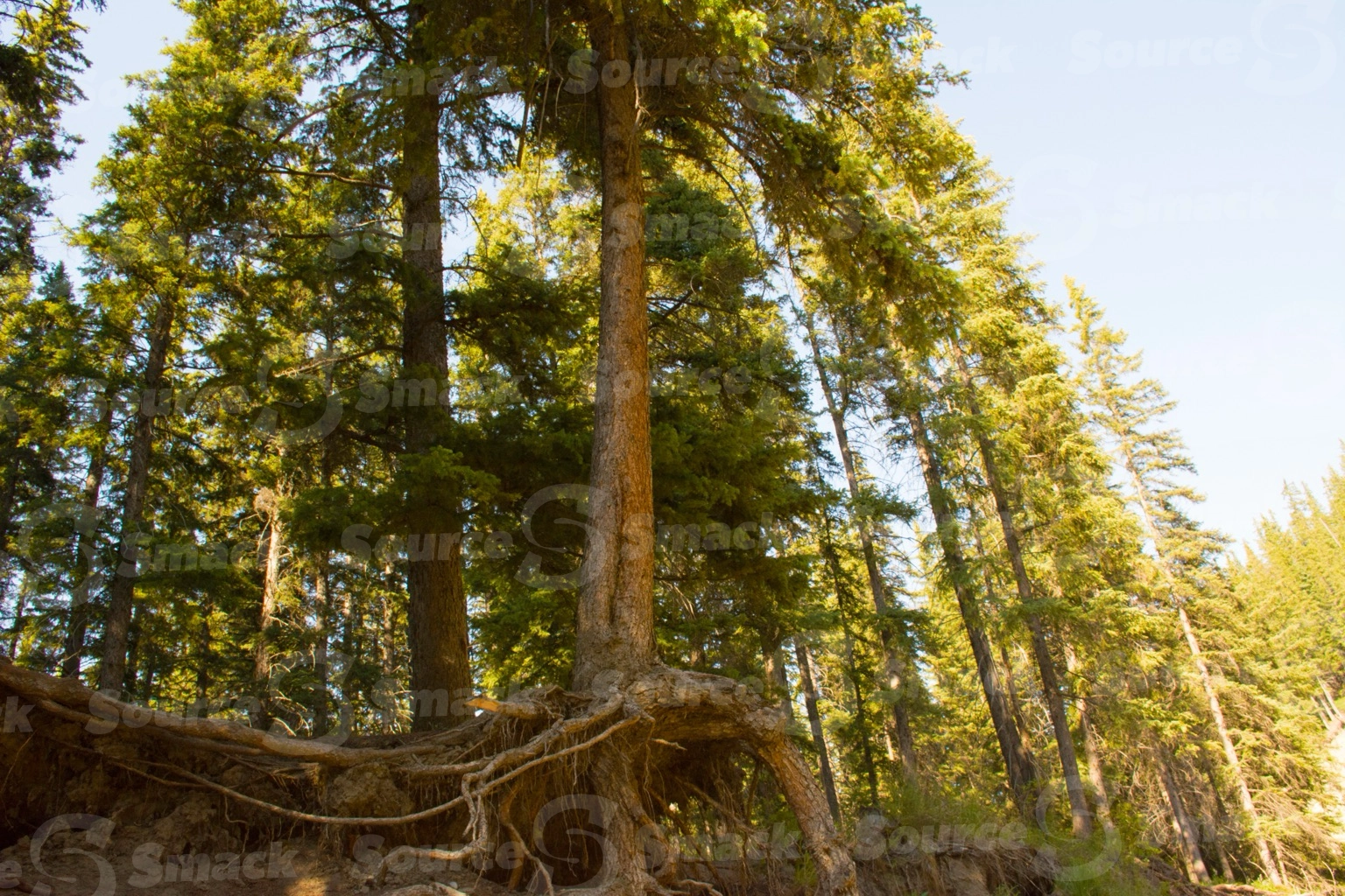 White spruce tree showing it's roots in an eroding embankment