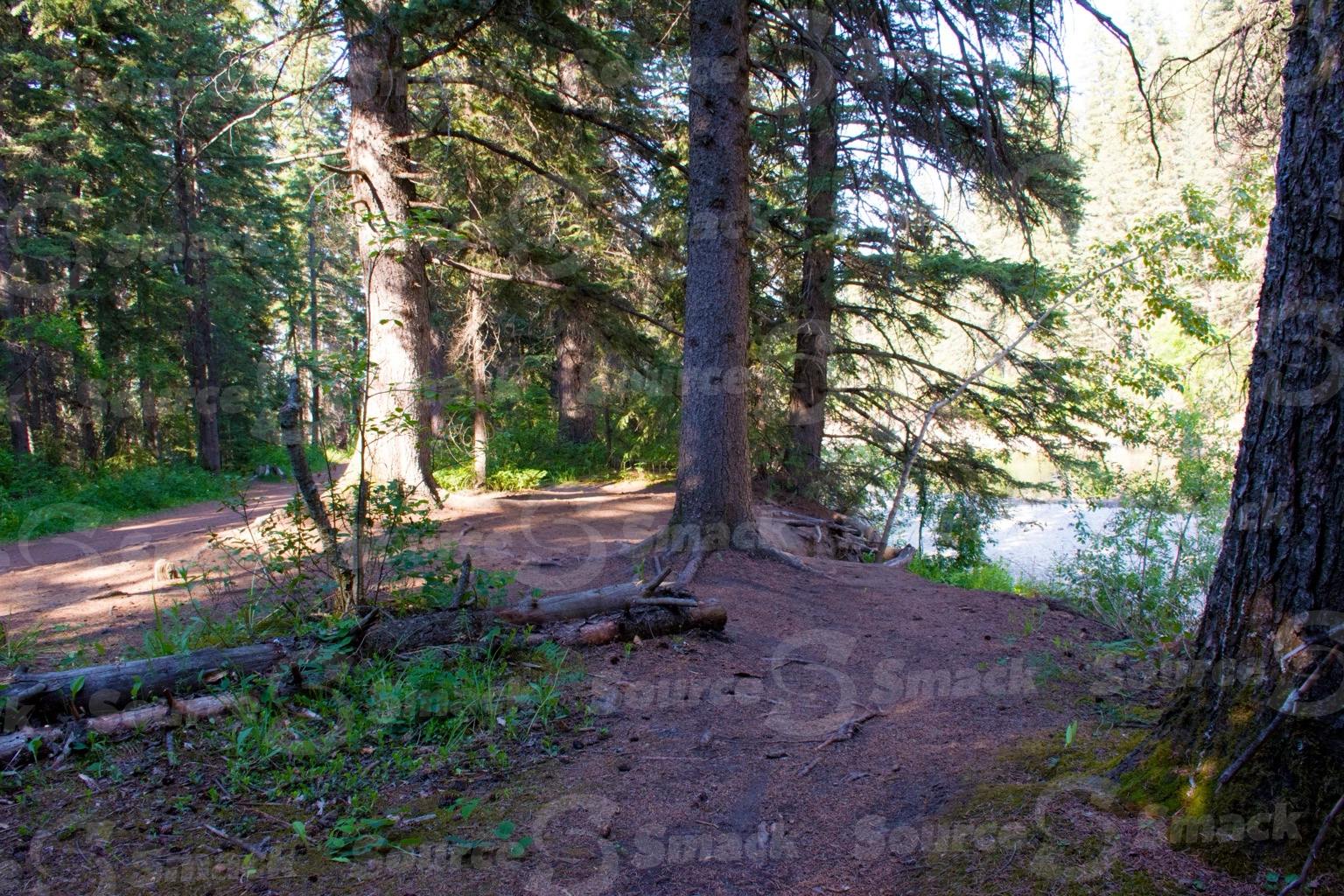 Forest of spruce trees near an embankment