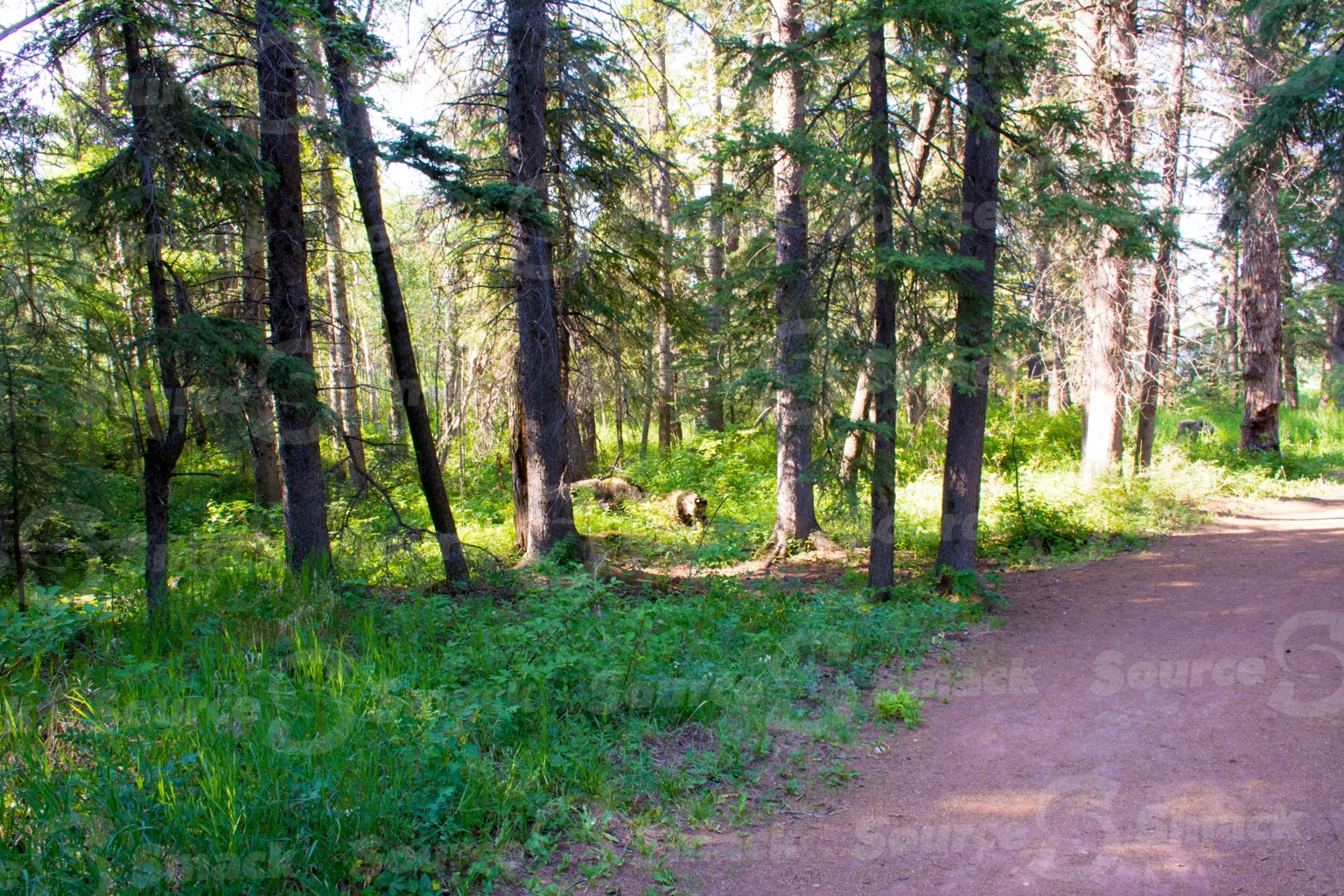 A pathway through a forest of white spruce trees