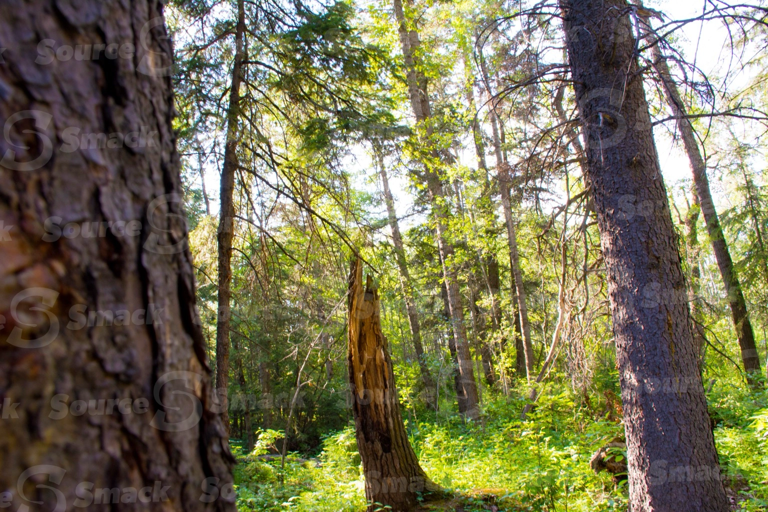 A dead tree trunk in a forest of white spruce trees