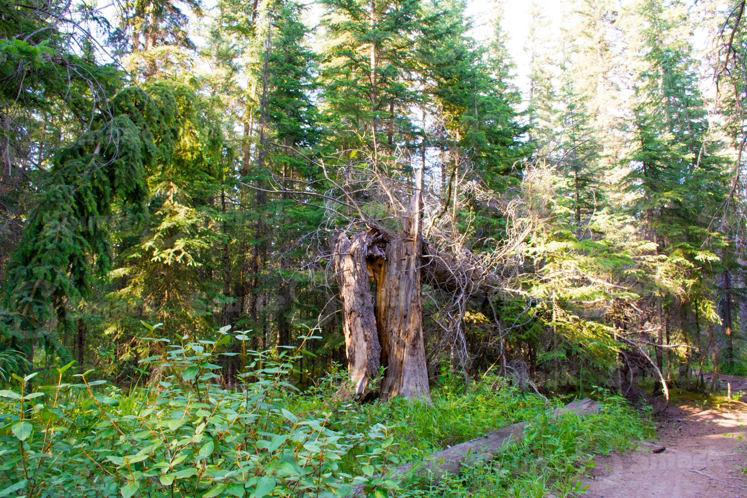 A dead tree trunk in a forest of white spruce trees