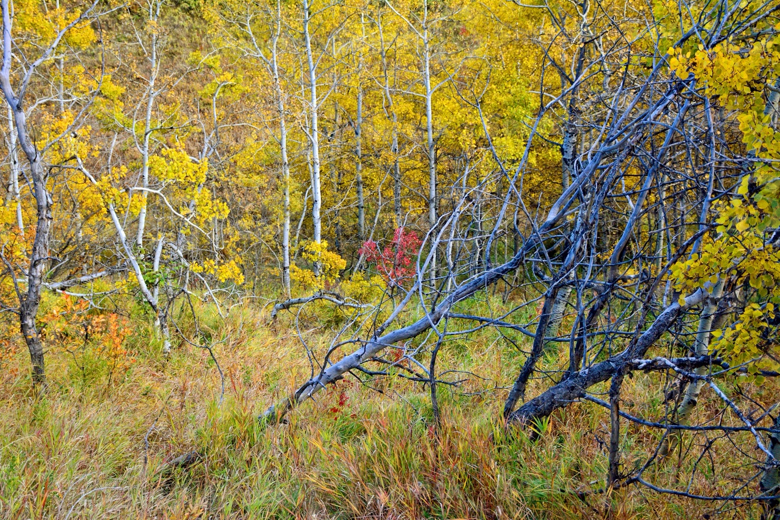 Fall forest scene showing dead brush and trees