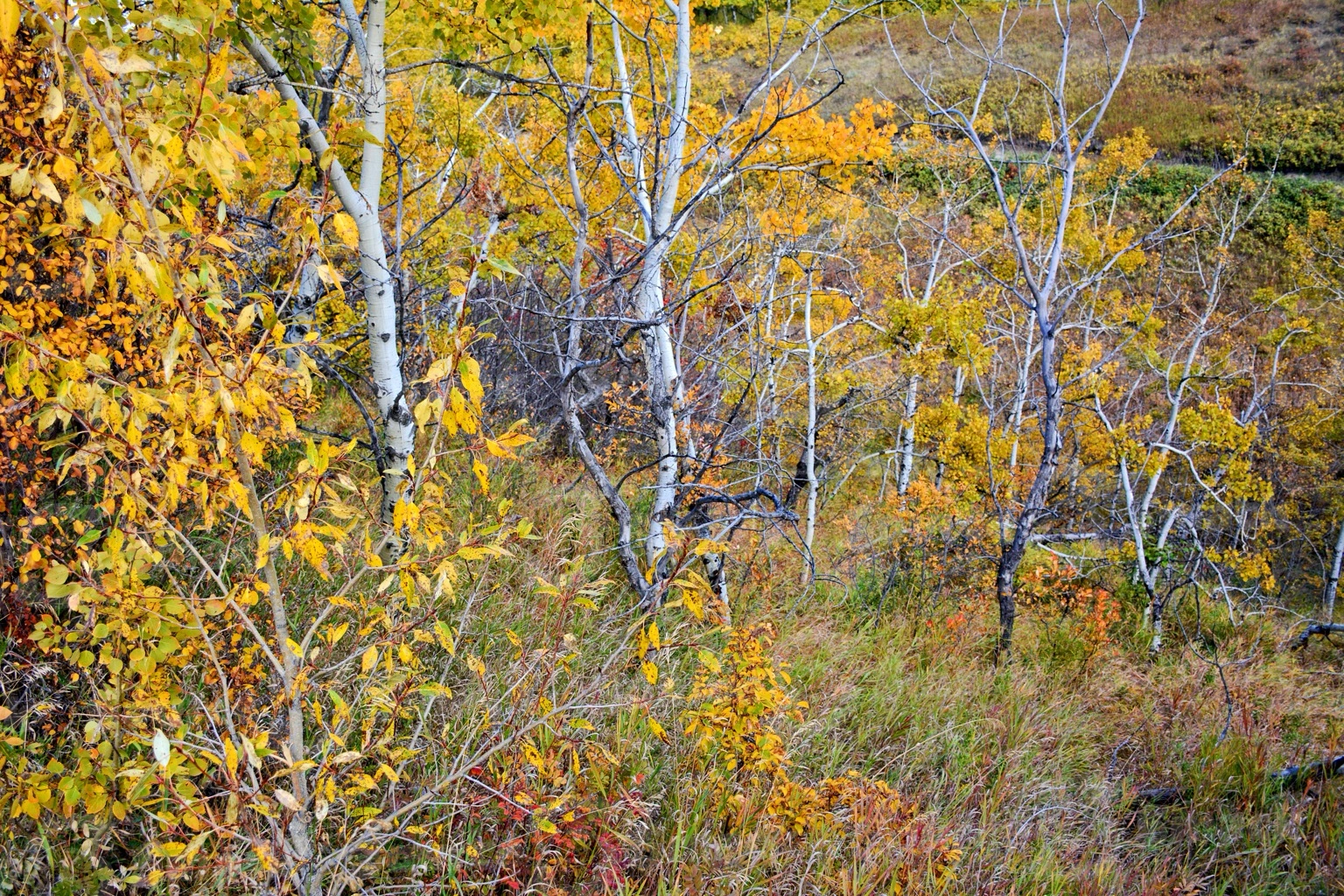 Fall forest scene showing dead brush and trees