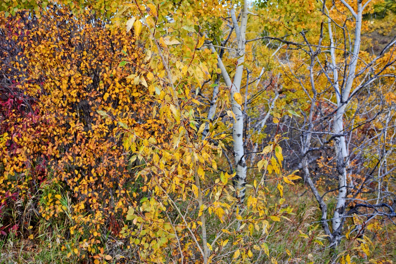 Fall forest scene showing dead brush and trees