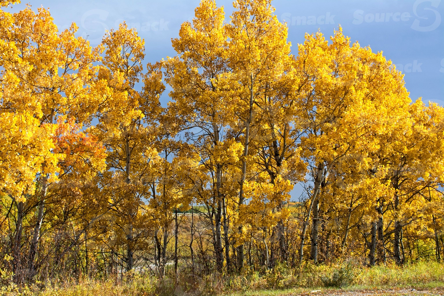 Poplar forest in the fall season