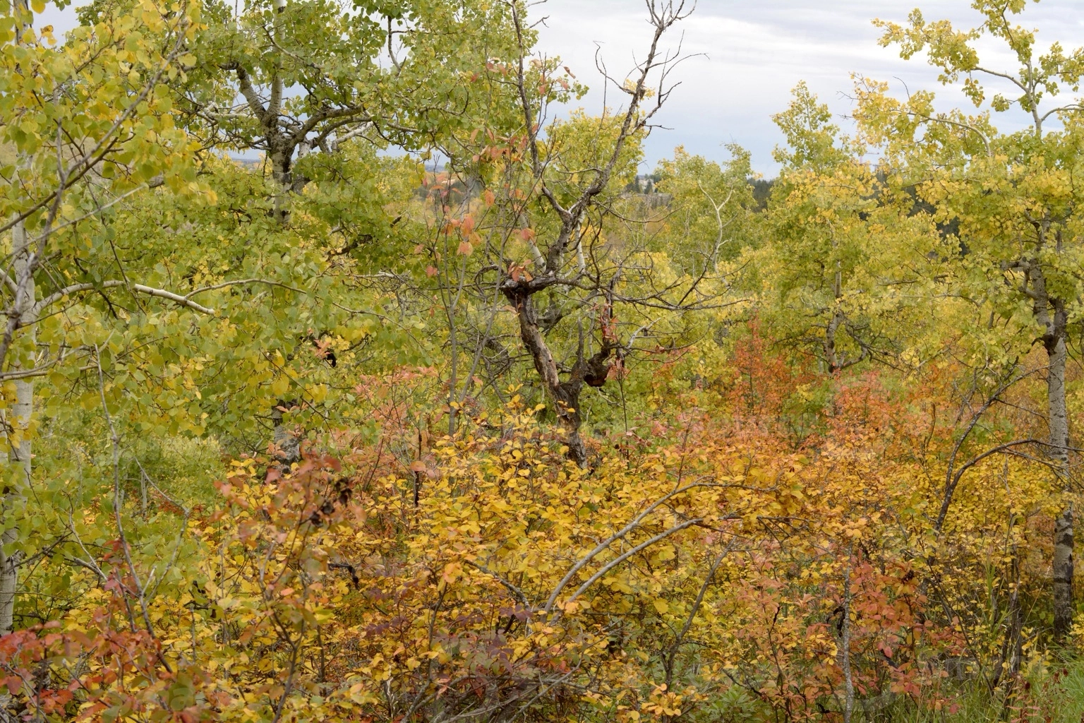 Fall forest trees in southern Alberta