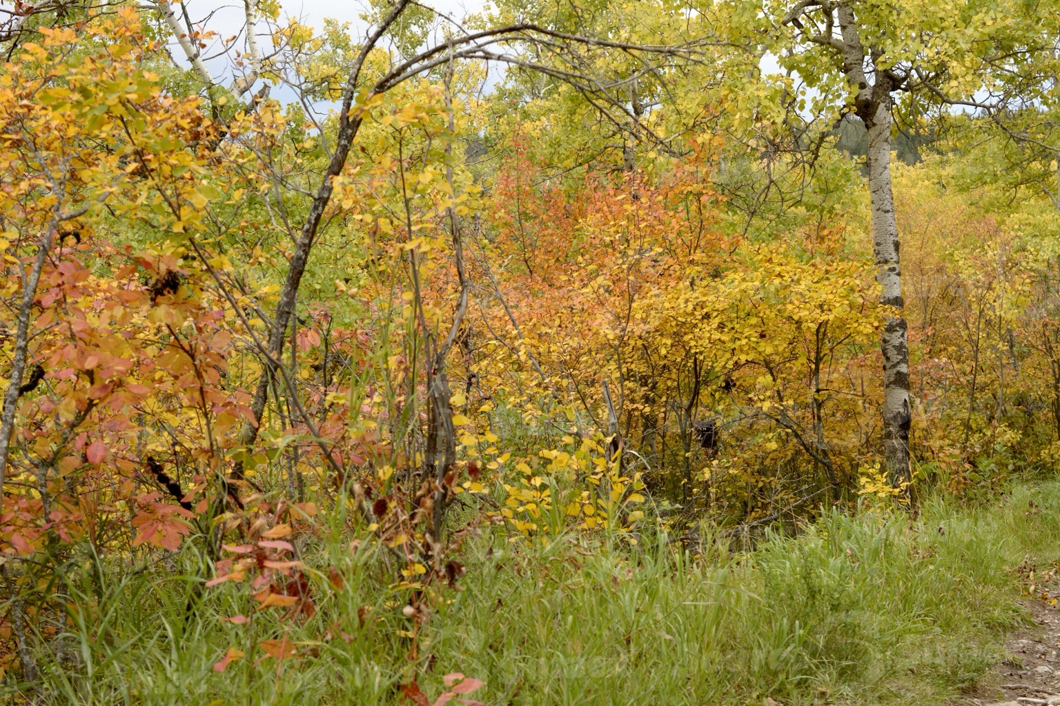 Fall forest trees in southern Alberta