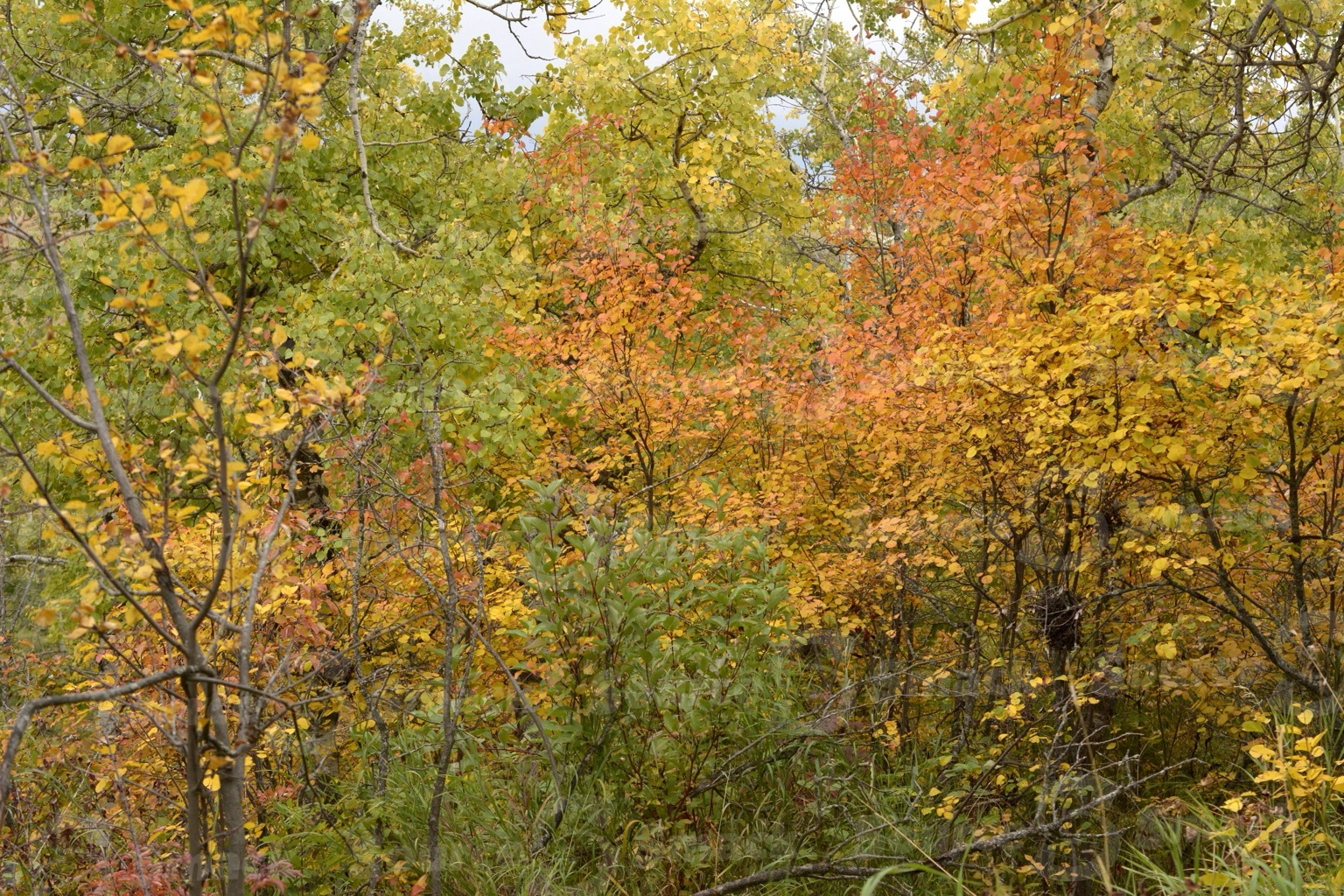 Fall forest trees in southern Alberta