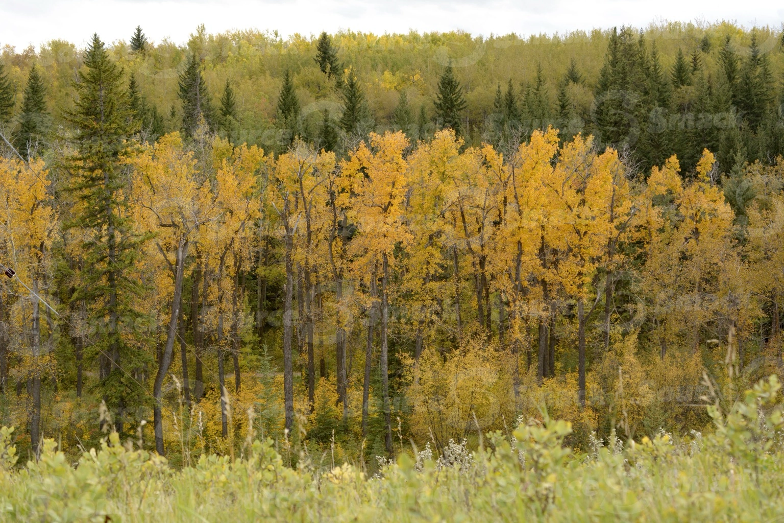Fall forest trees in southern Alberta
