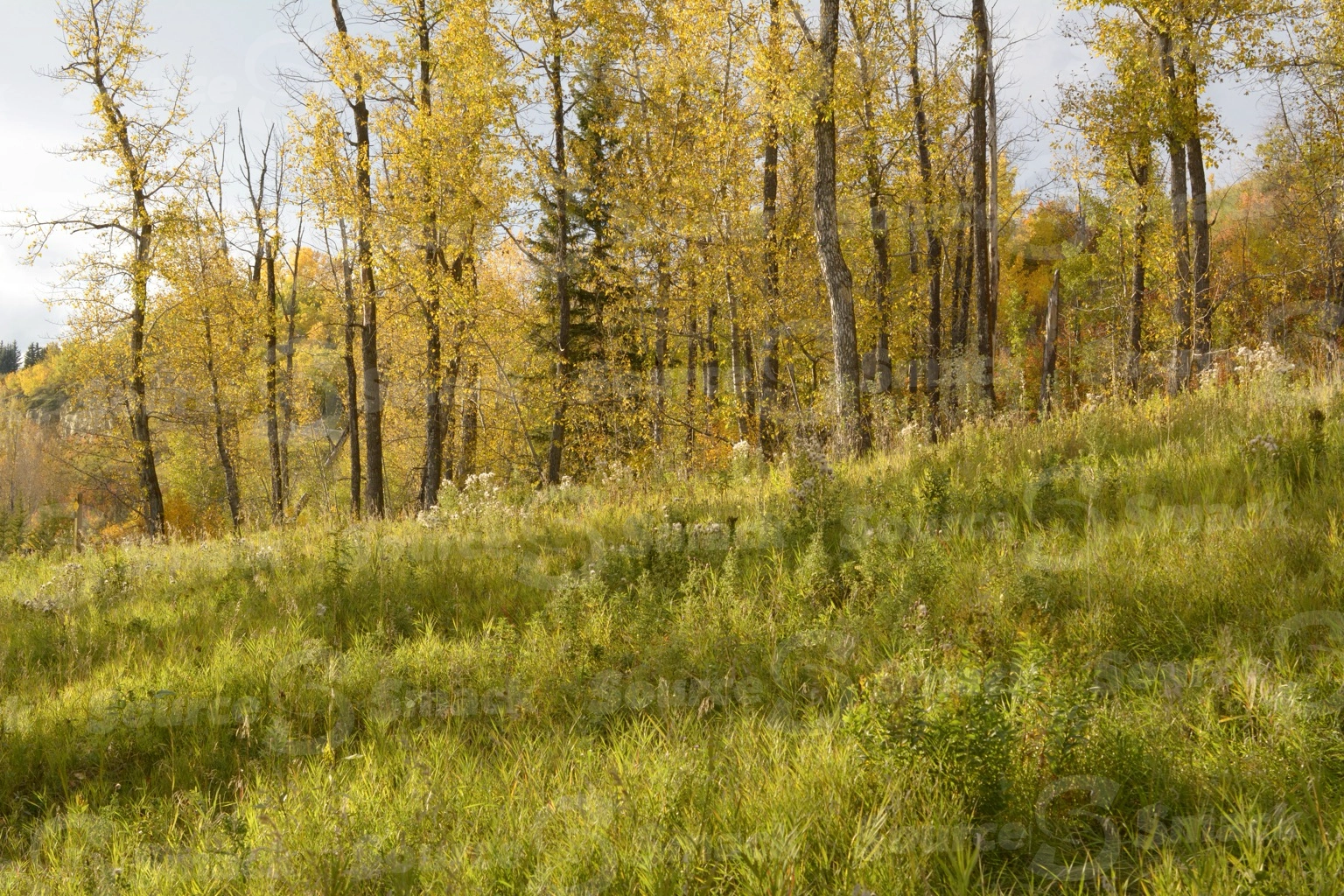 Fall forest trees in southern Alberta