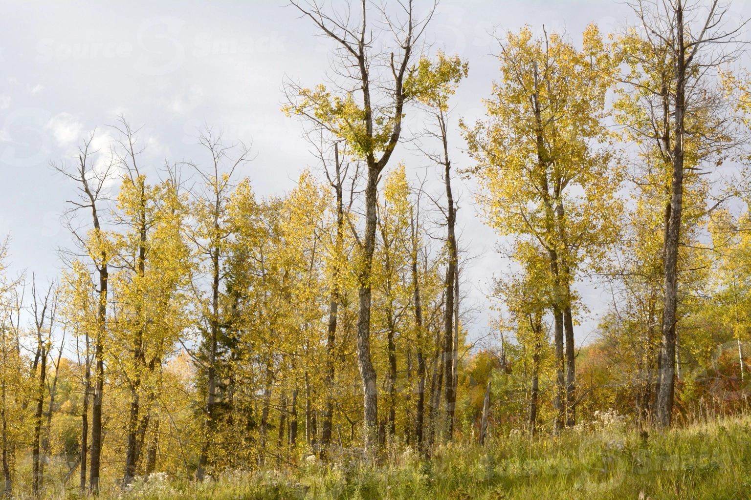 Fall forest trees in southern Alberta