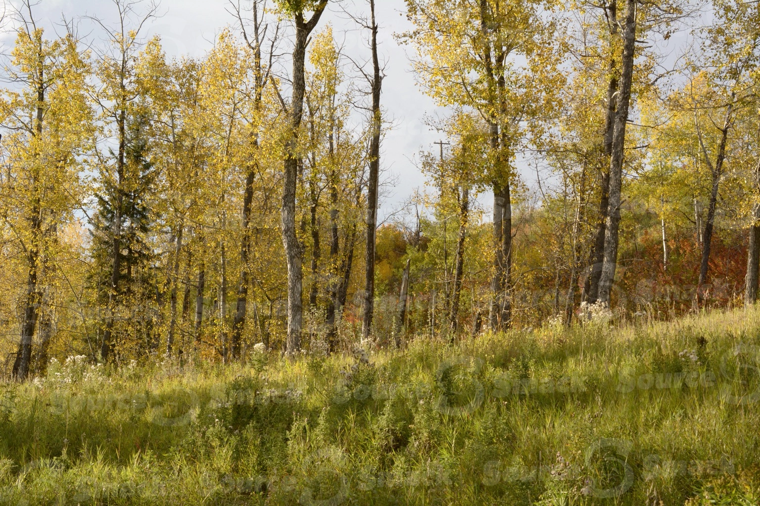 Fall forest trees in southern Alberta