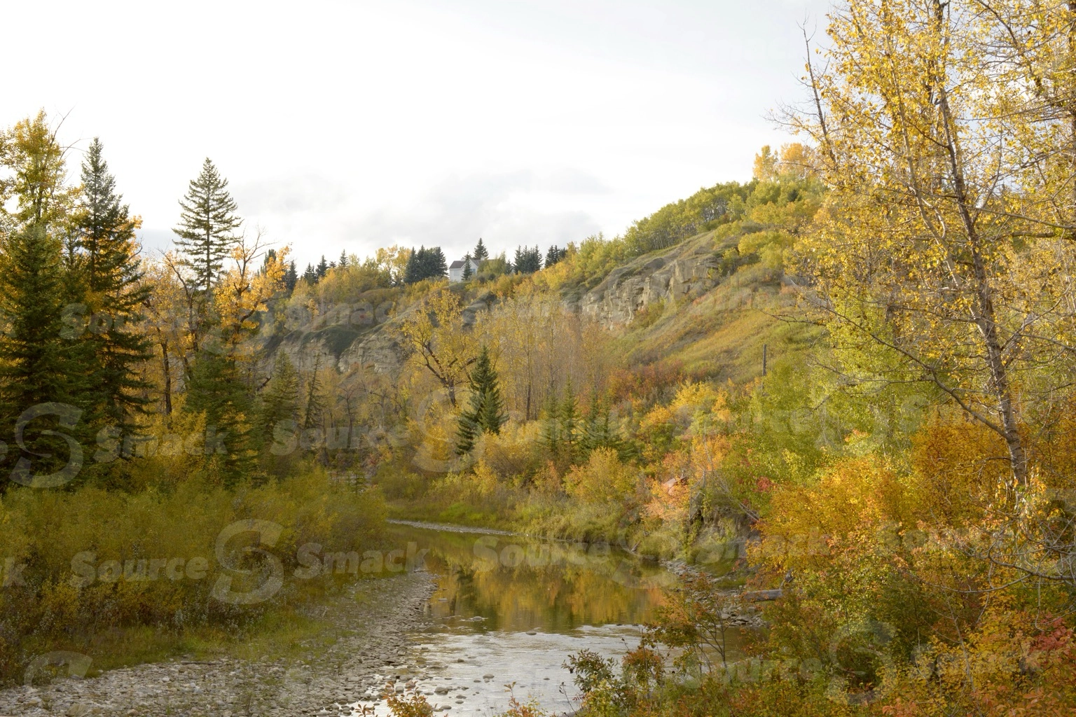 Scenic forest fall landscape or trees with a stream of water cutting in between