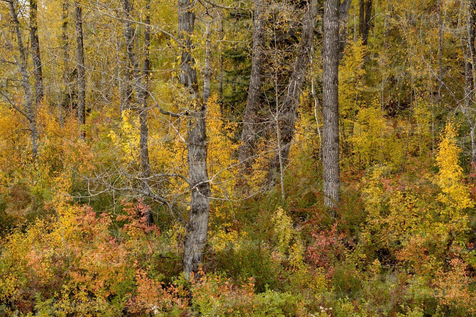 Fall forest trees in southern Alberta