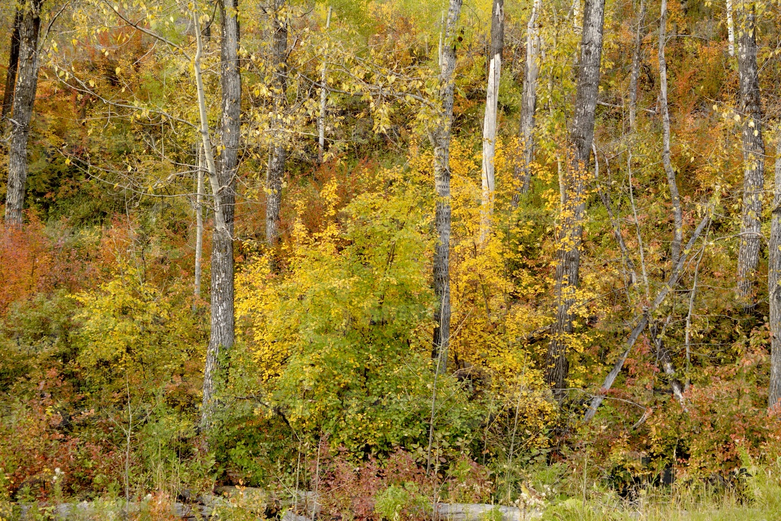Fall forest trees in southern Alberta