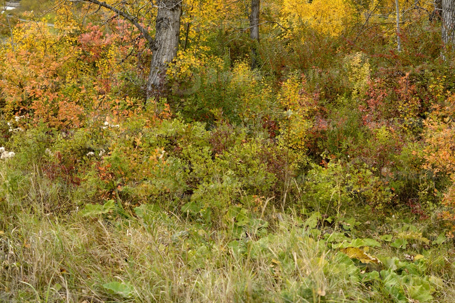 Fall forest trees in southern Alberta