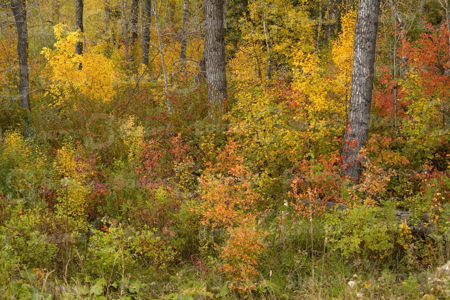 Fall forest trees in southern Alberta