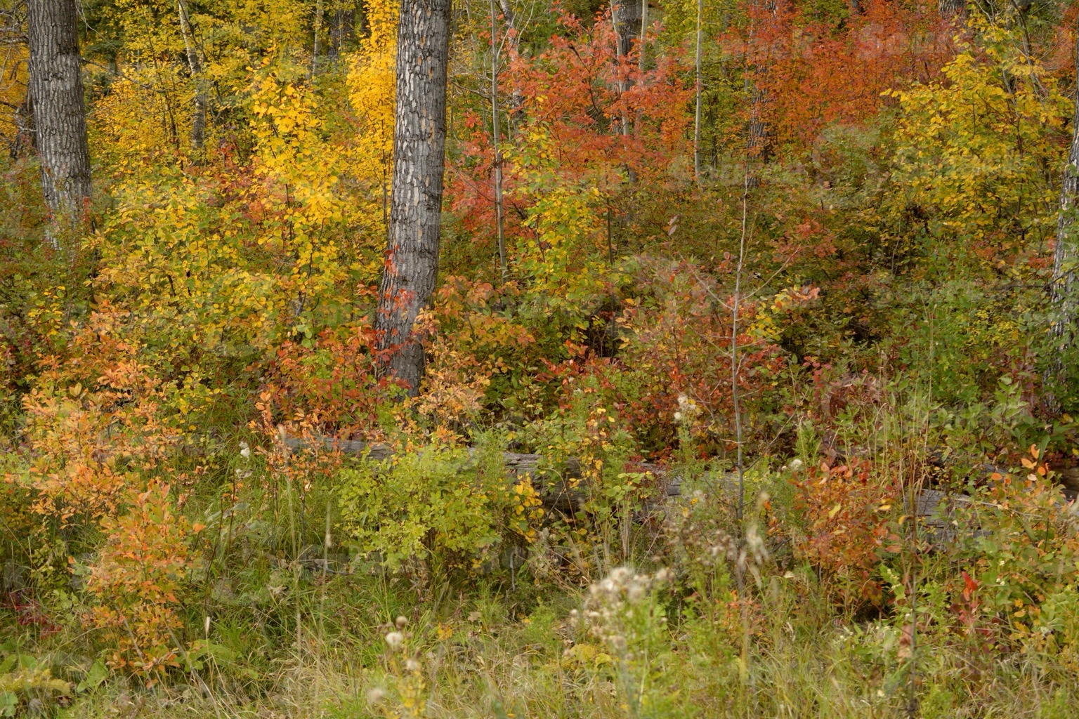 Fall forest trees in southern Alberta