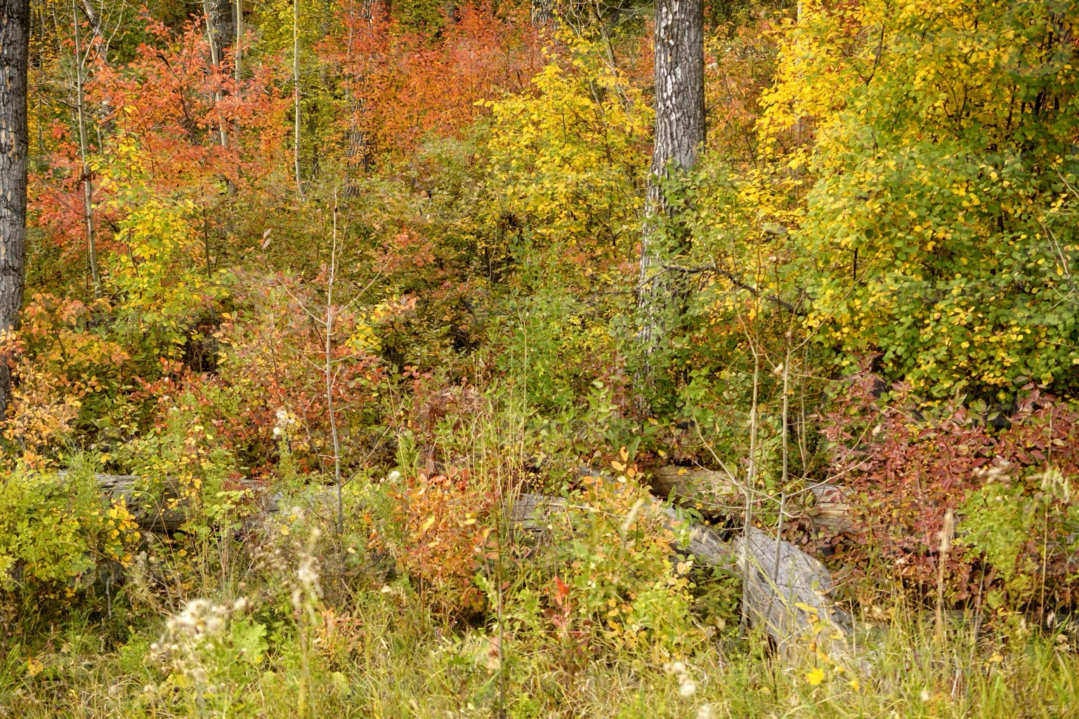Fall forest trees in southern Alberta