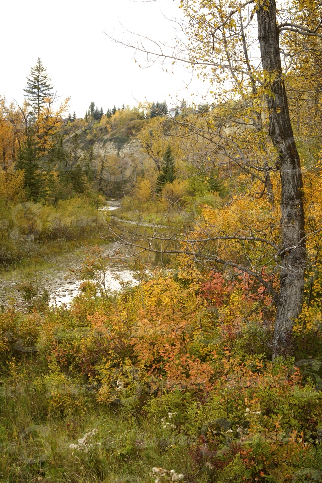 Scenic forest fall landscape or trees with a stream of water cutting in between