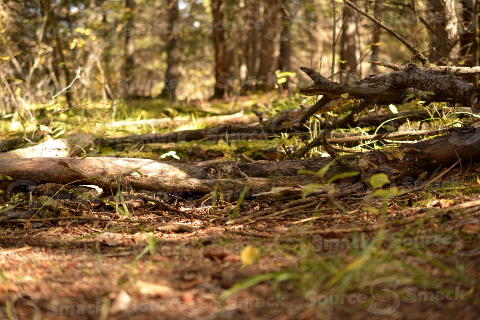 Low perspective of forest floor ground