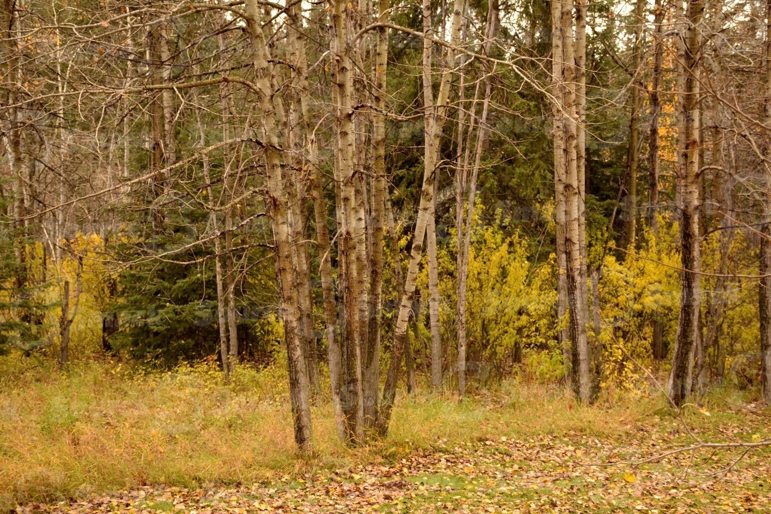Fall forest trees in southern Alberta