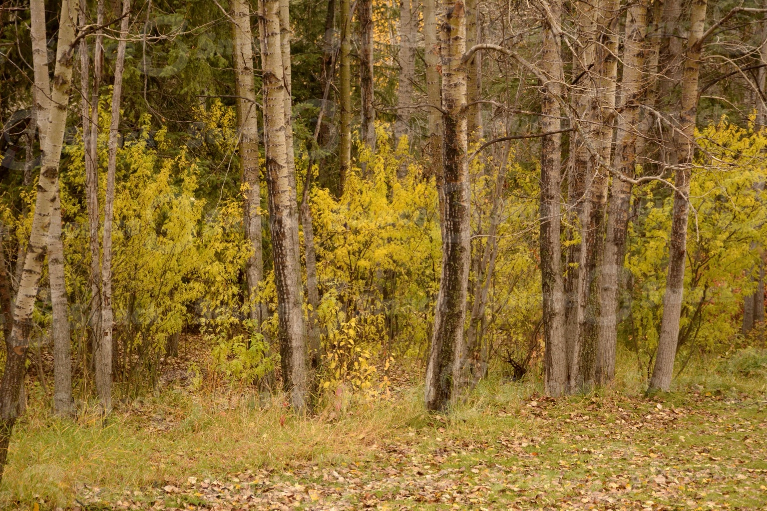 Fall forest trees in southern Alberta