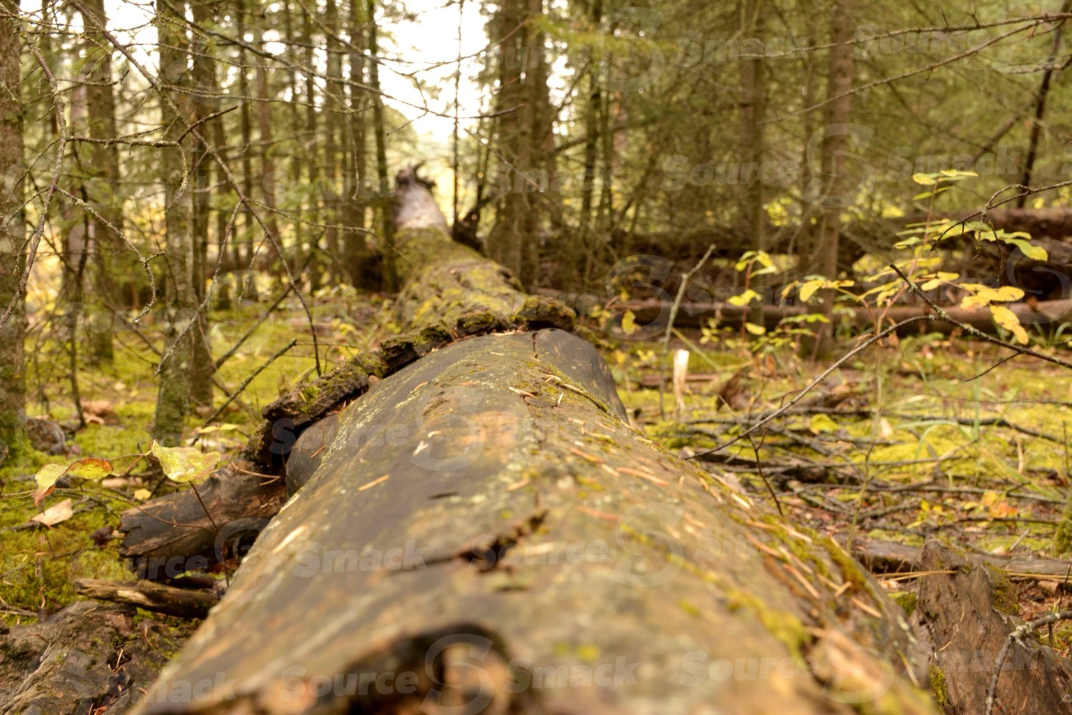 A close up of a rotting tree trunk laying on the forest floor