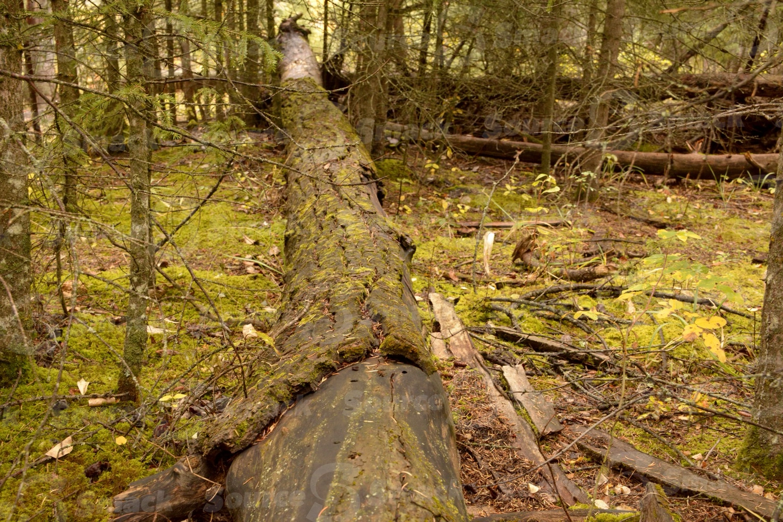 A rotting tree trunk laying on the forest floor