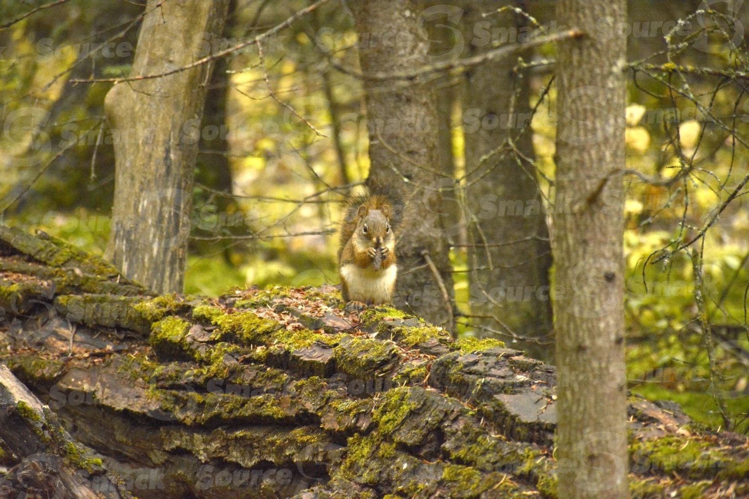 A red squirrel (sciurus vulgaris) on a log in the forest