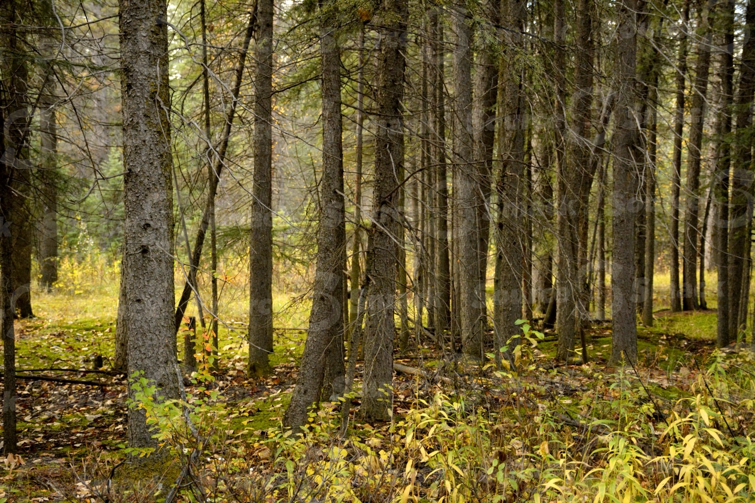 A small path cutting through white spruce trees in the forest