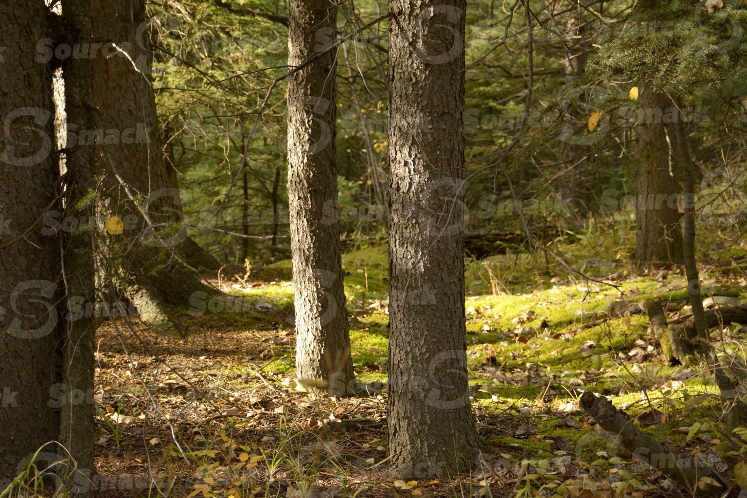 A small path cutting through white spruce trees in the forest