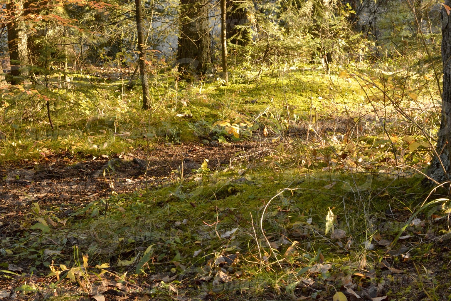 A small path cutting through white spruce trees in the forest