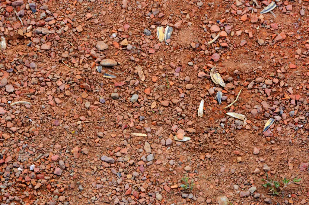 Shale on a baseball diamond