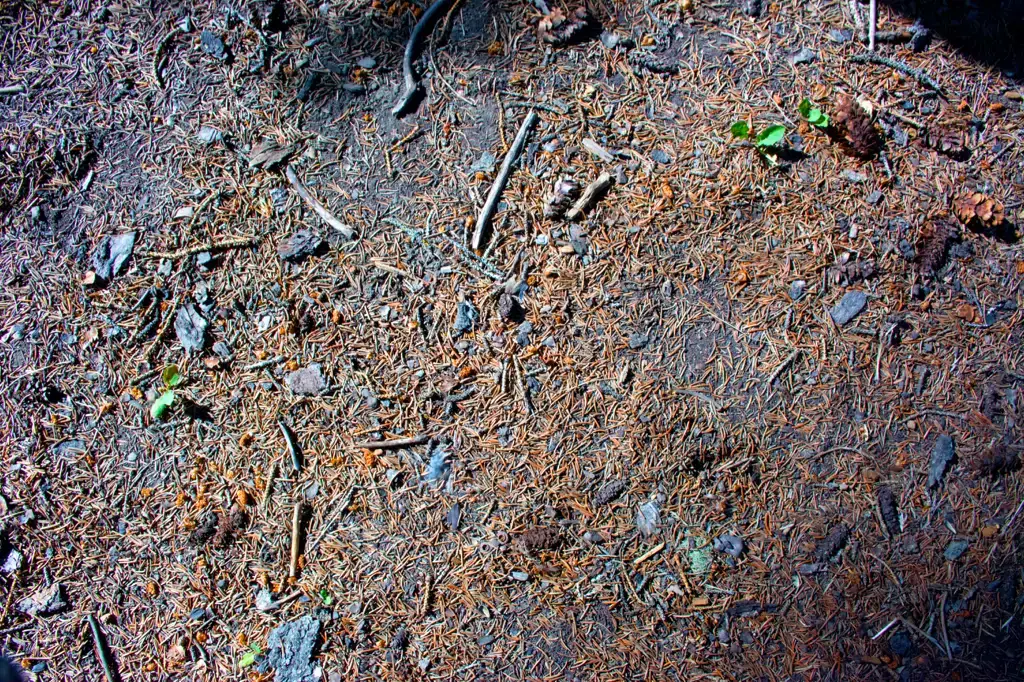Pine needles on a forest floor