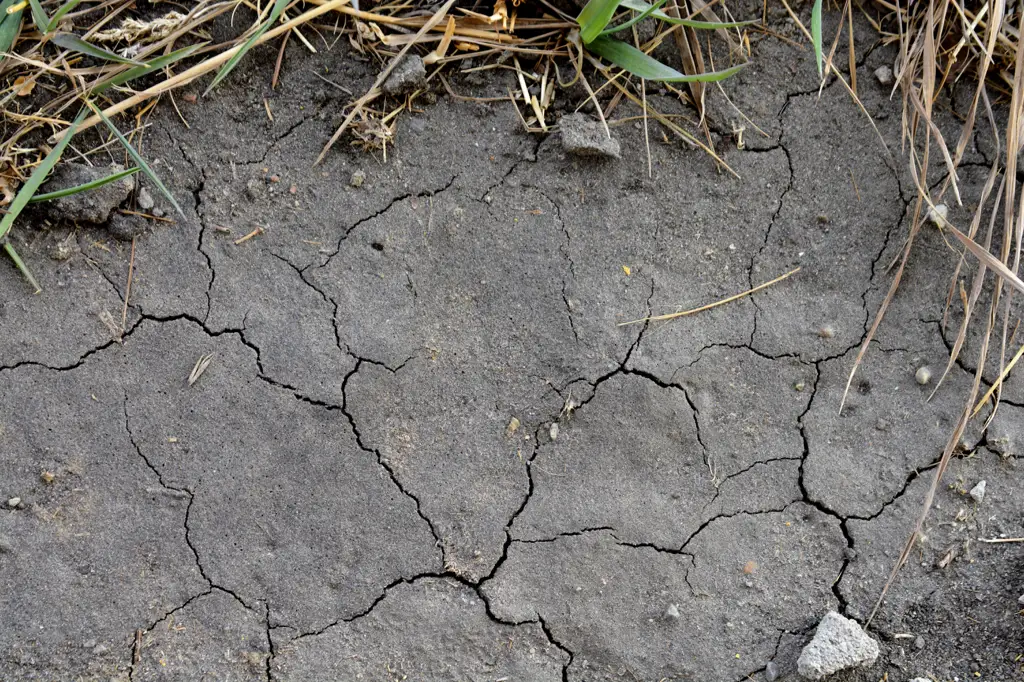 Dirt and pebbled surface