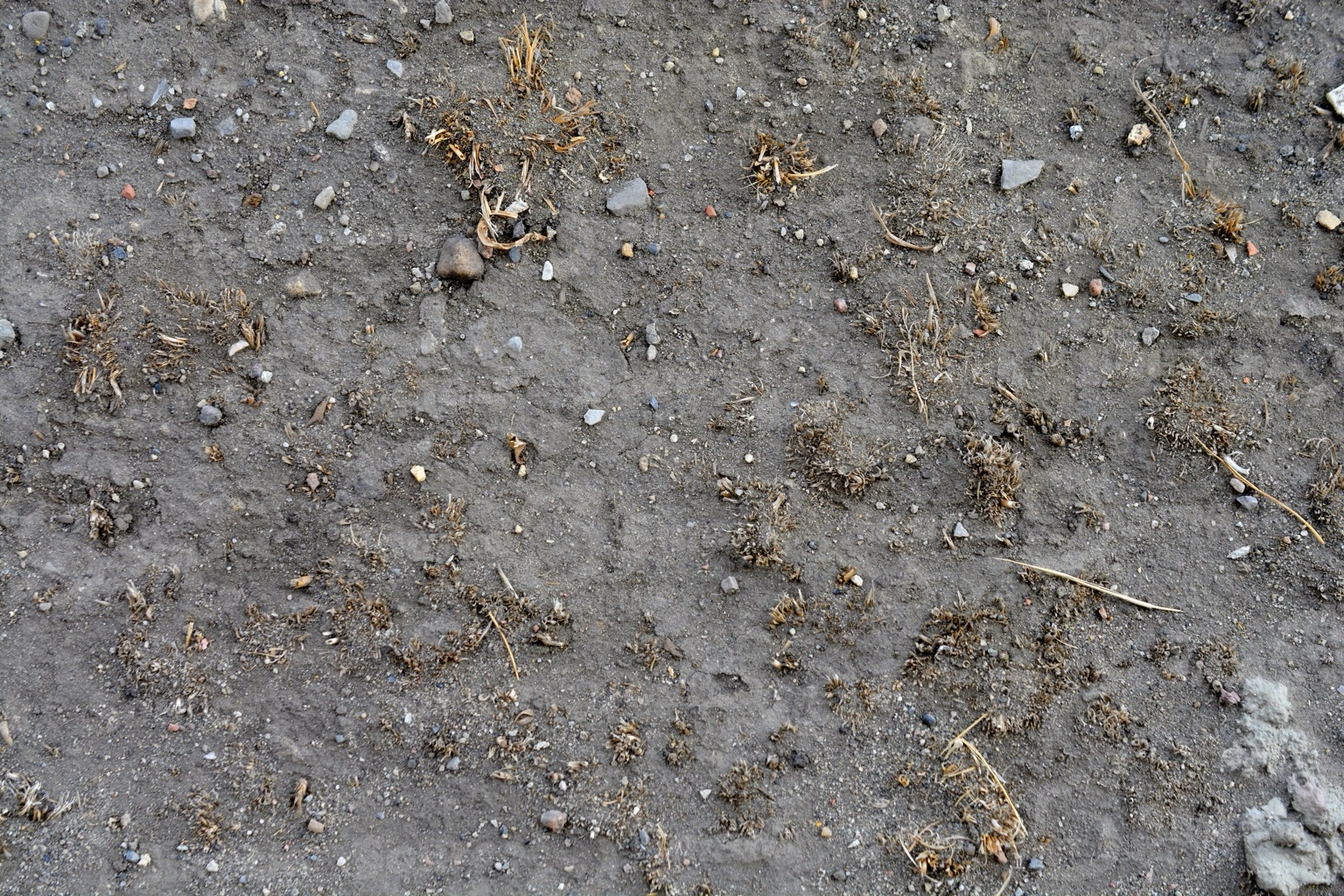 Dirt and pebbled surface