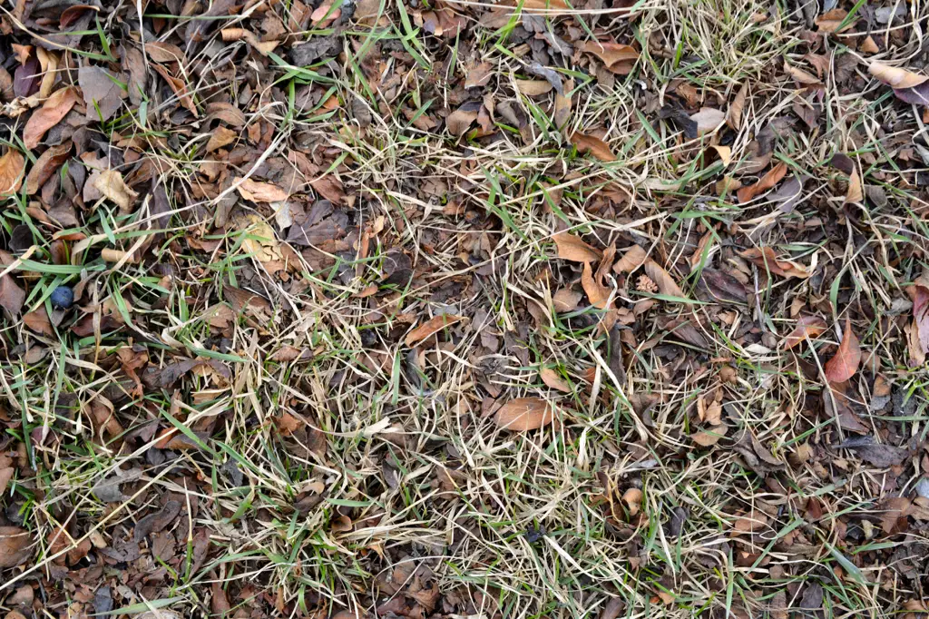 Dead grass and fall leaves
