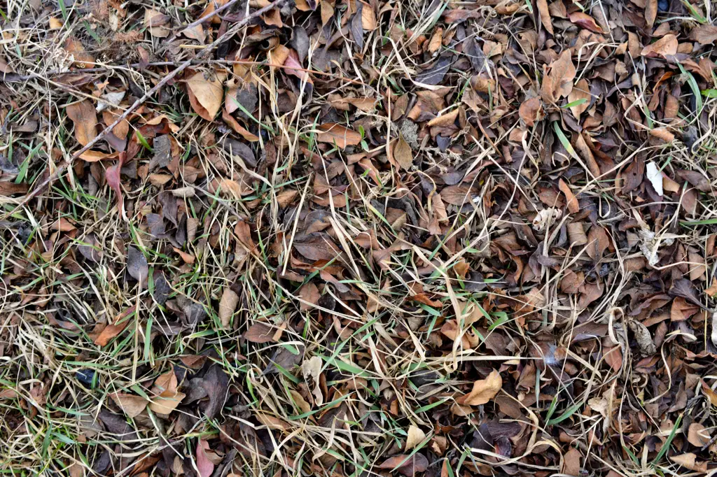 Dead grass and fall leaves