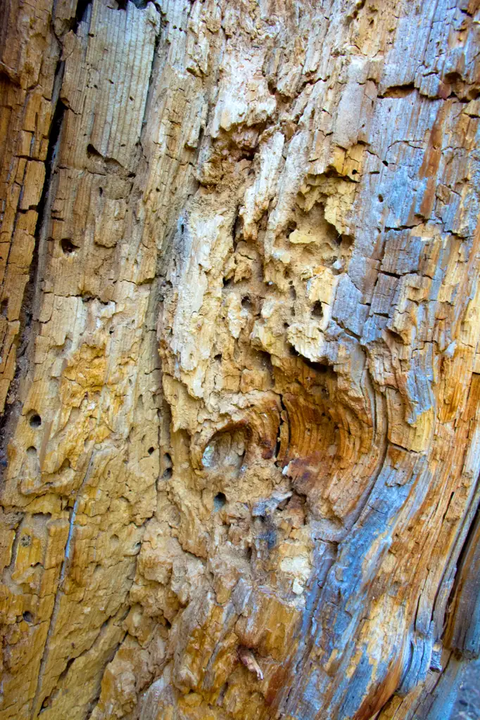 Termite infested tree trunk